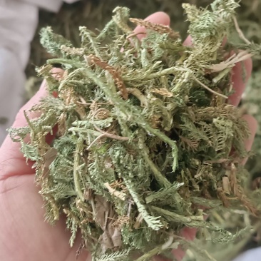 伸筋草，产地四川，货源充足，道地药材，大货供应