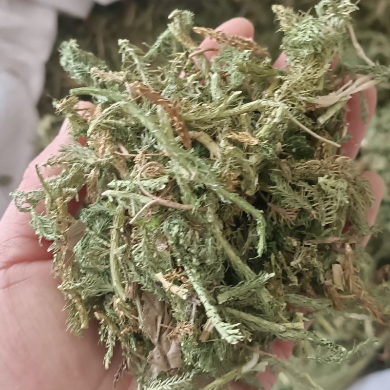 伸筋草，产地四川，货源充足，道地药材，大货供应
