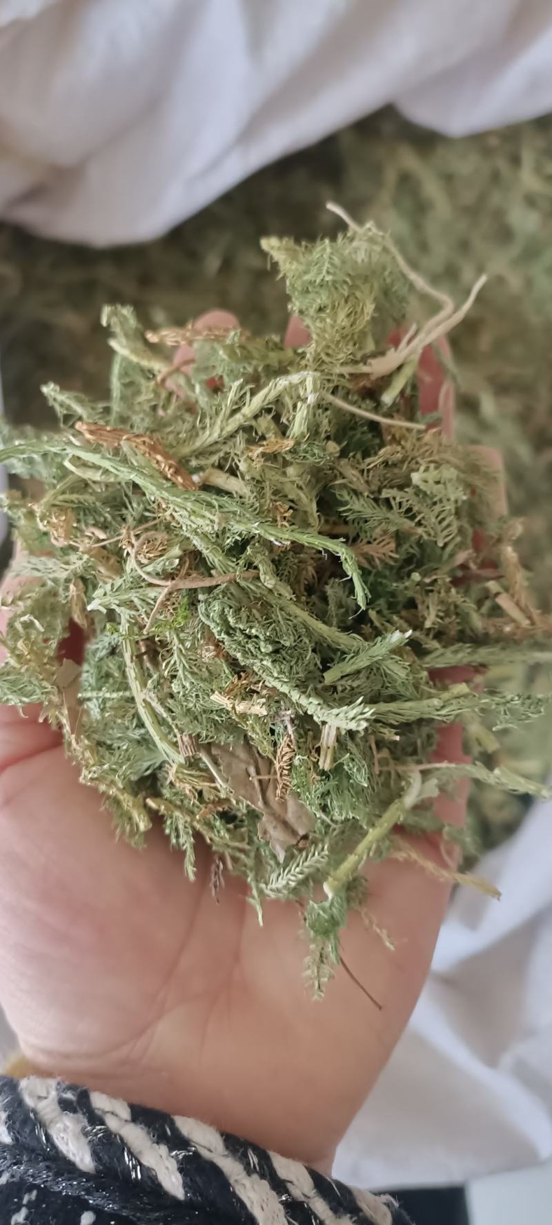 伸筋草，产地四川，货源充足，道地药材，大货供应
