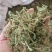 伸筋草，产地四川，货源充足，道地药材，大货供应
