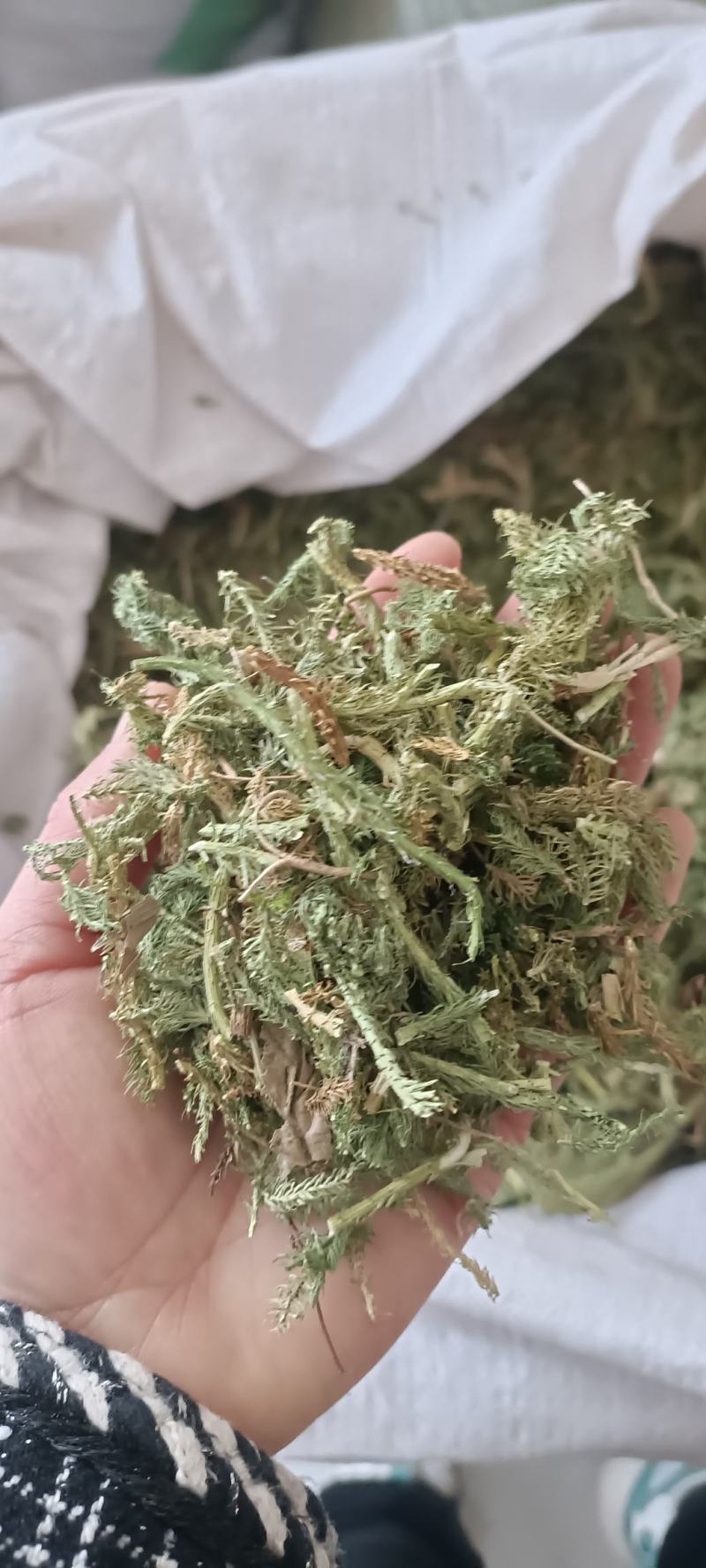 伸筋草，产地四川，货源充足，道地药材，大货供应