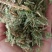 伸筋草，产地四川，货源充足，道地药材，大货供应