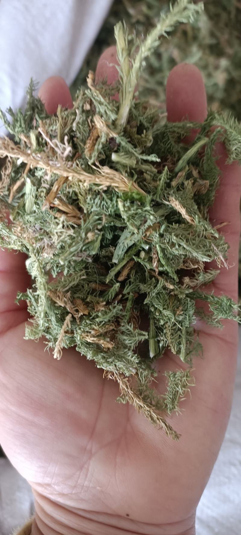 伸筋草，产地四川，货源充足，道地药材，大货供应