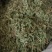 伸筋草，产地四川，货源充足，道地药材，大货供应