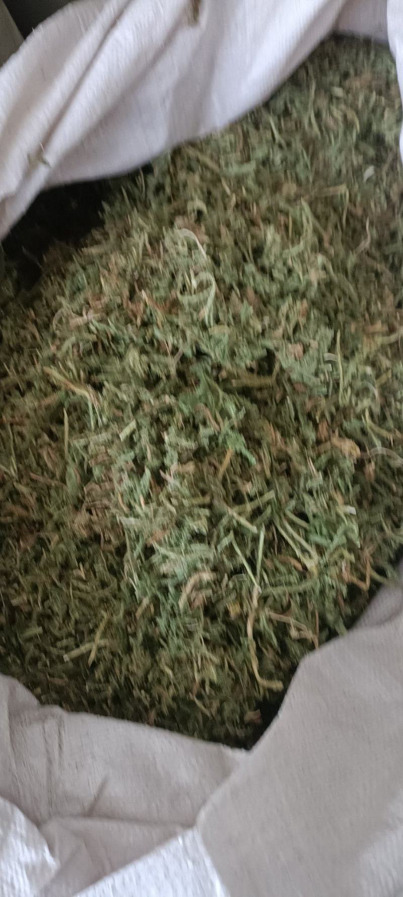 伸筋草，产地四川，货源充足，道地药材，大货供应