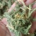 伸筋草，产地四川，货源充足，道地药材，大货供应