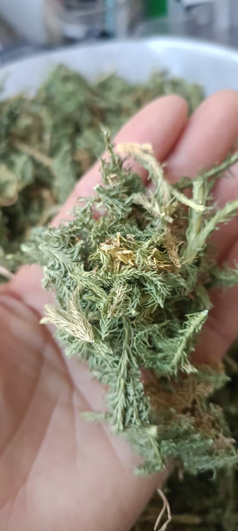 伸筋草，产地四川，货源充足，道地药材，大货供应