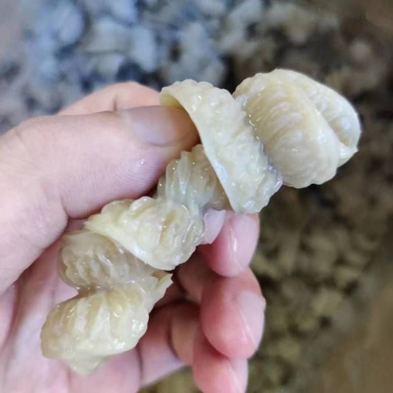 鲨鱼肠，鱼肠，肠子，爽口肠
