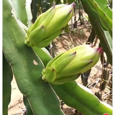 湛江新鲜霸王花产地直供，