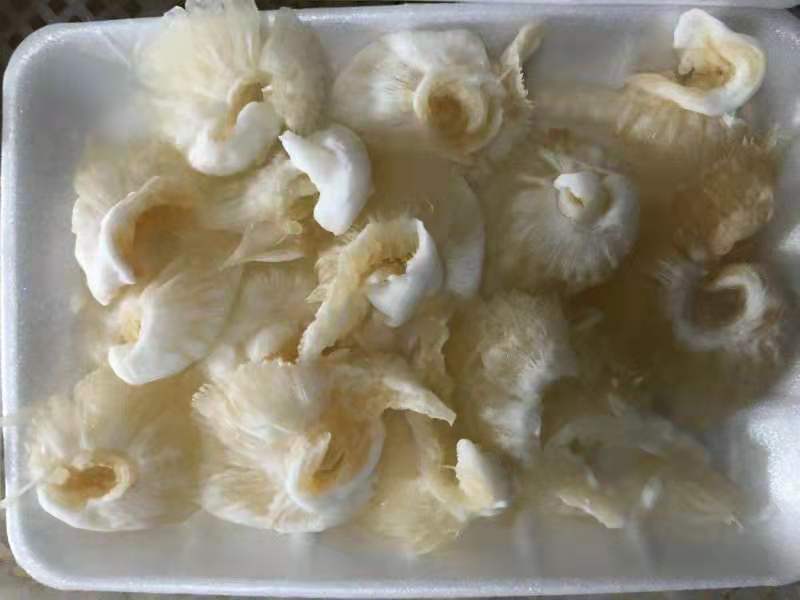 金勾翅，鱼翅，翅针