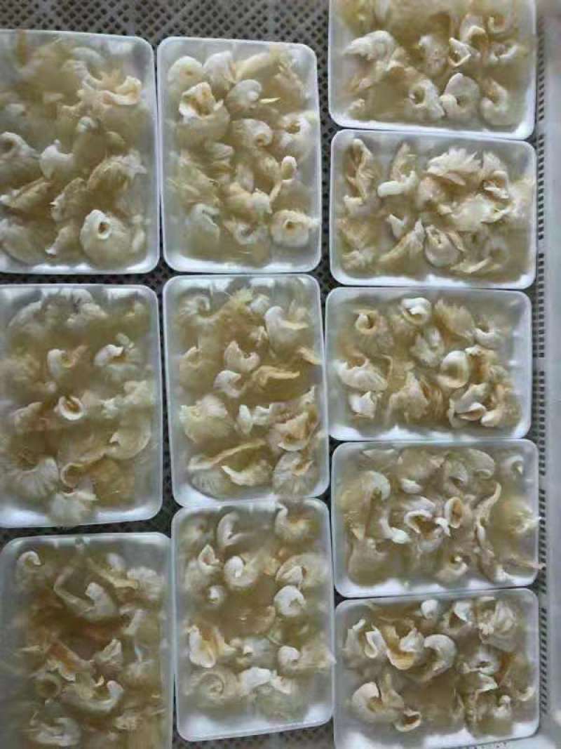 金勾翅，鱼翅，翅针