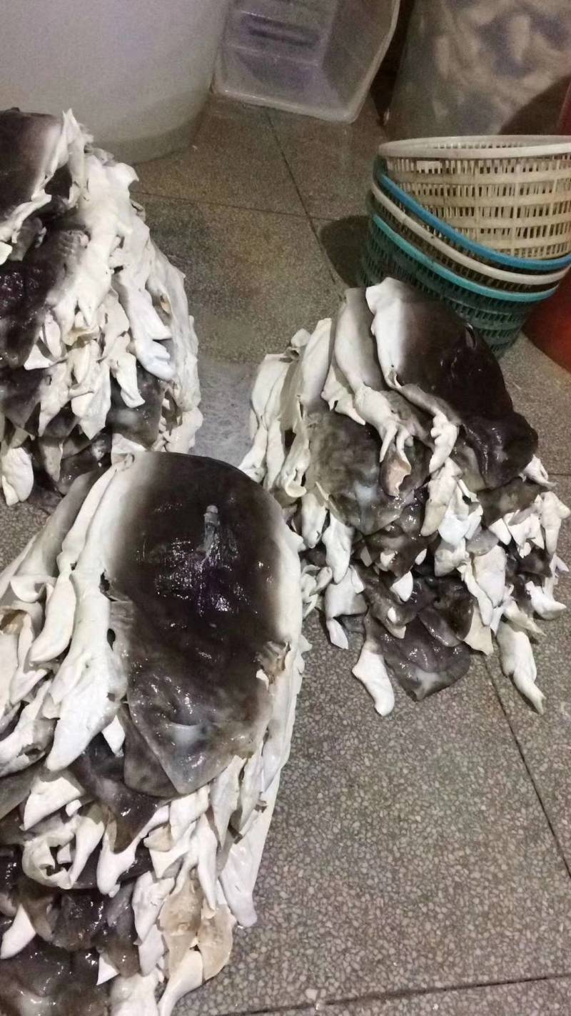 鱼皮，海鱼皮，爽鱼皮