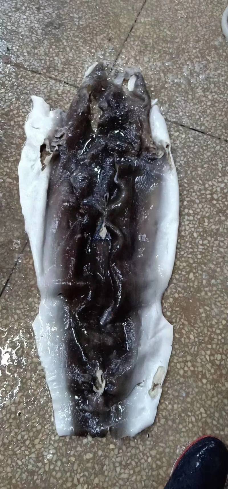 鱼皮，海鱼皮，爽鱼皮