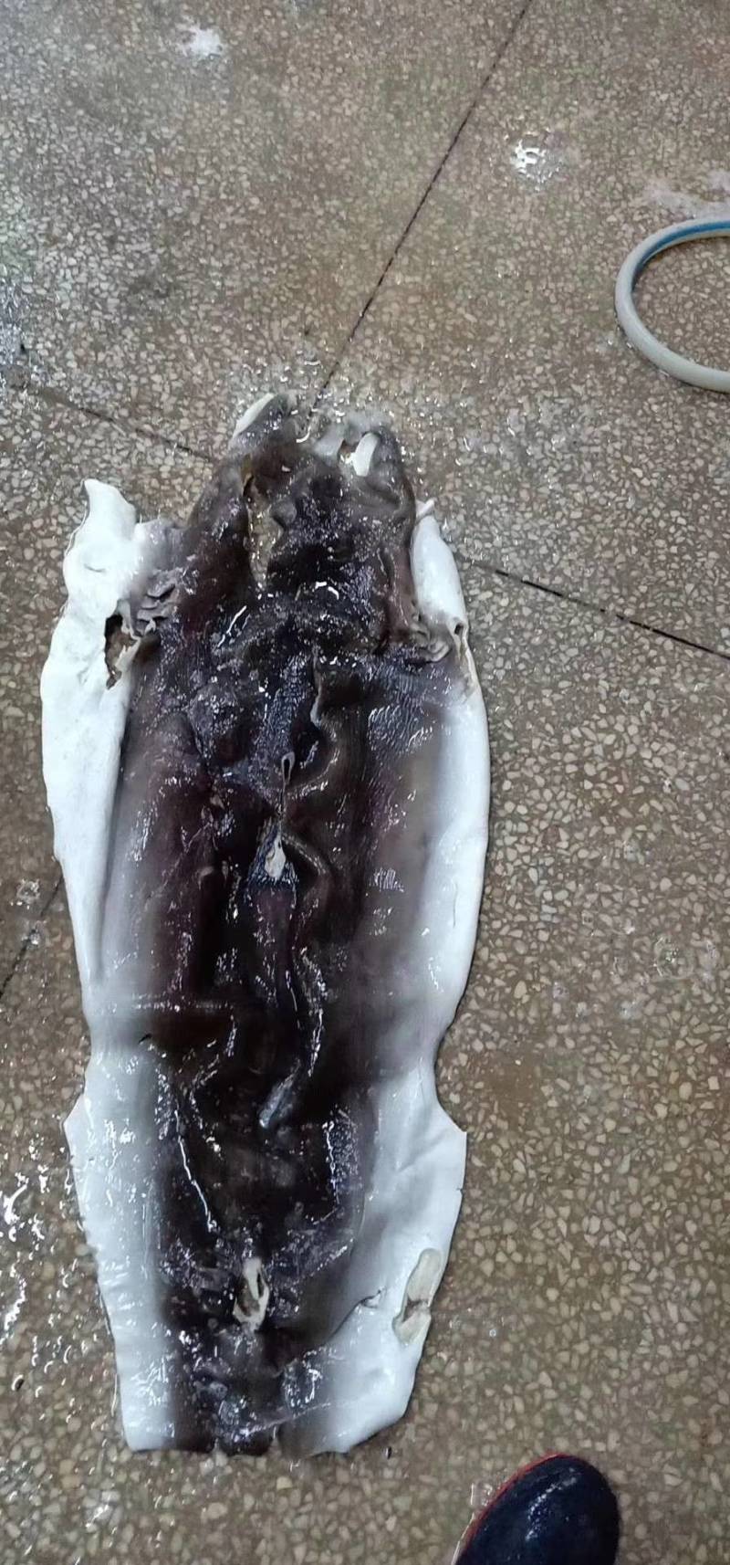 鱼皮，海鱼皮，爽鱼皮