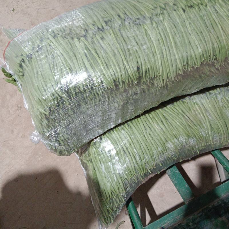 精品小金豆四季豆产地直供货源充足价格实惠欢迎联系