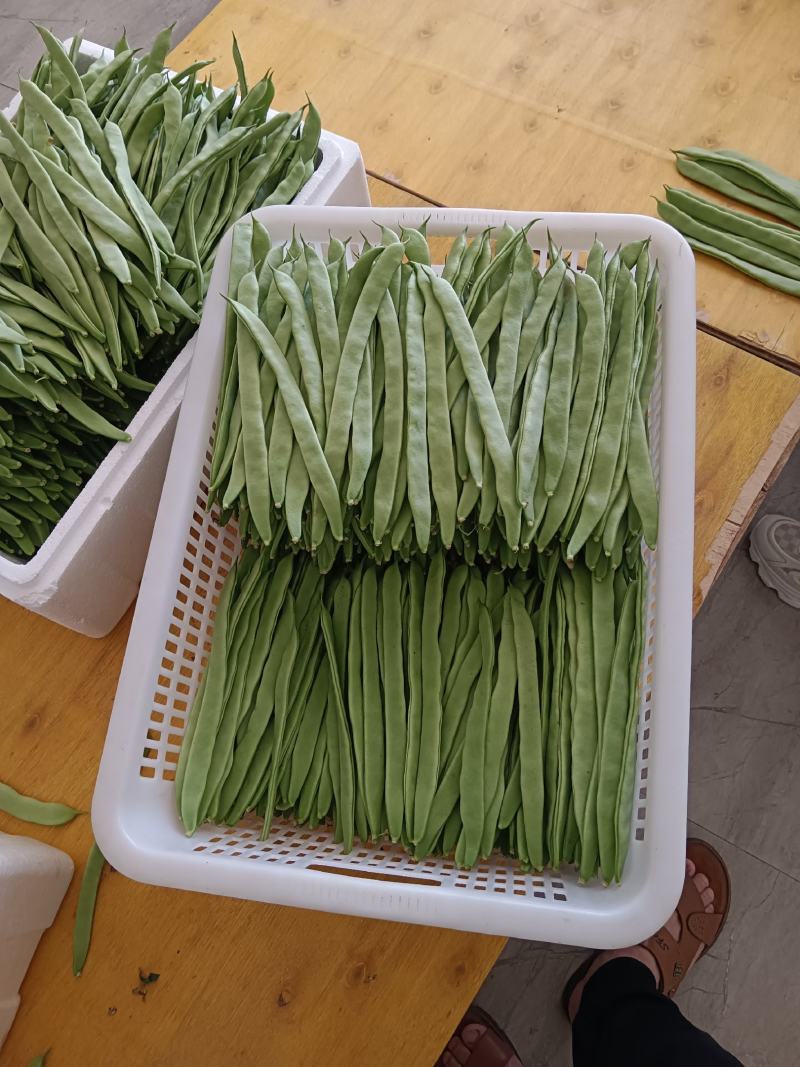 精品小金豆四季豆产地直供货源充足价格实惠欢迎联系