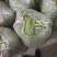 精品小金豆四季豆产地直供货源充足价格实惠欢迎联系