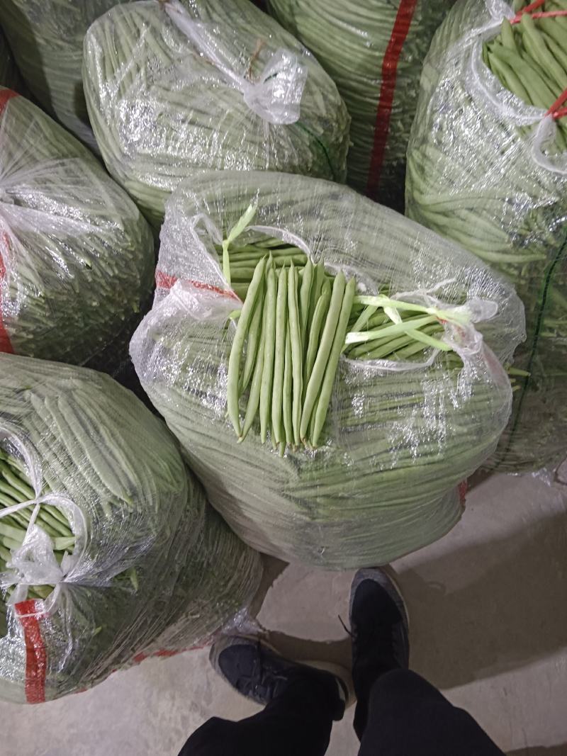 精品小金豆四季豆产地直供货源充足价格实惠欢迎联系