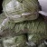 精品小金豆四季豆产地直供货源充足价格实惠欢迎联系