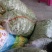 精品小金豆四季豆产地直供货源充足价格实惠欢迎联系