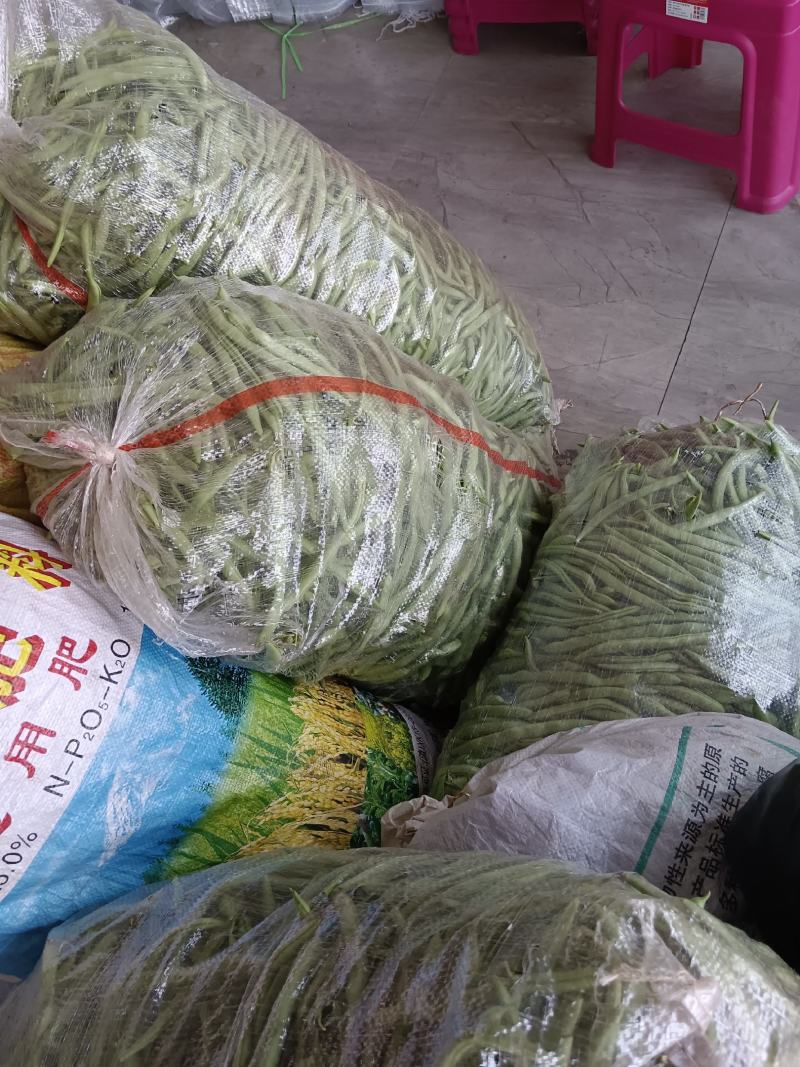 精品小金豆四季豆产地直供货源充足价格实惠欢迎联系