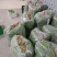 精品小金豆四季豆产地直供货源充足价格实惠欢迎联系