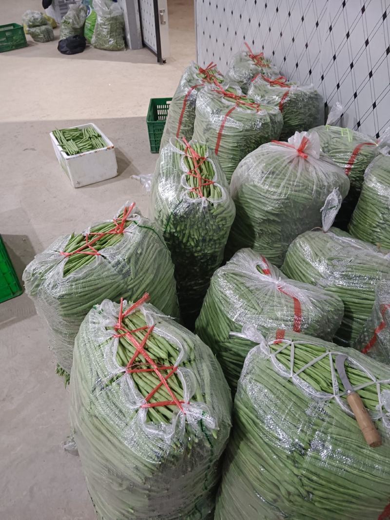 精品小金豆四季豆产地直供货源充足价格实惠欢迎联系