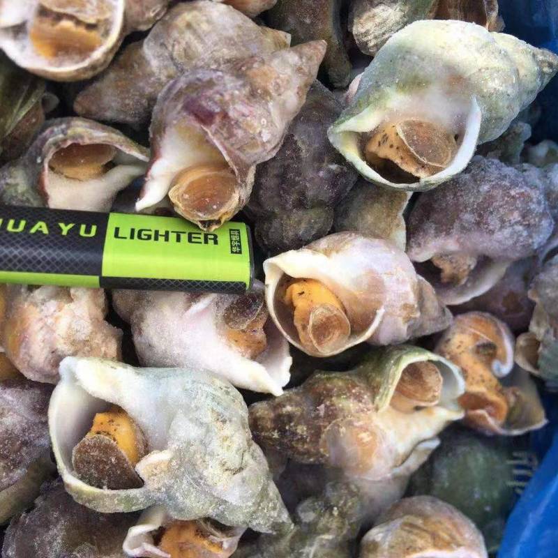 翡翠螺，绿螺，海螺，青螺