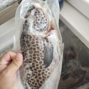 胡椒鲷鱼-赤点石斑鱼供应-西沙群岛珊瑚鱼批发