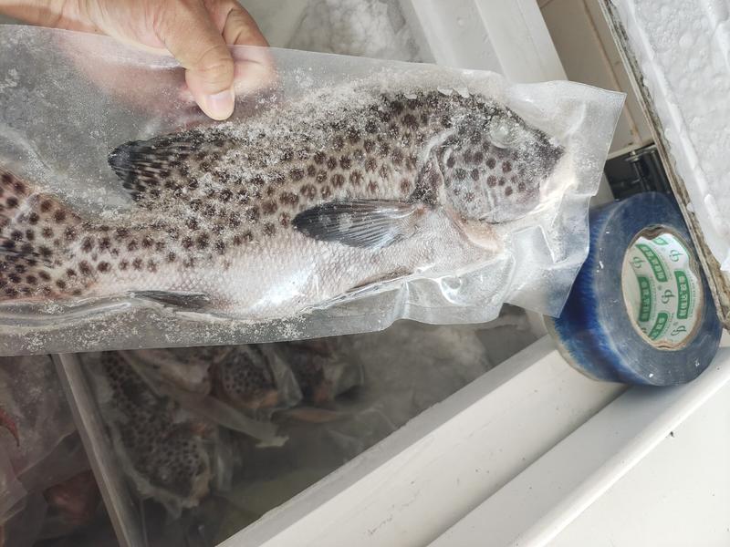 胡椒鲷鱼-赤点石斑鱼供应-西沙群岛珊瑚鱼批发