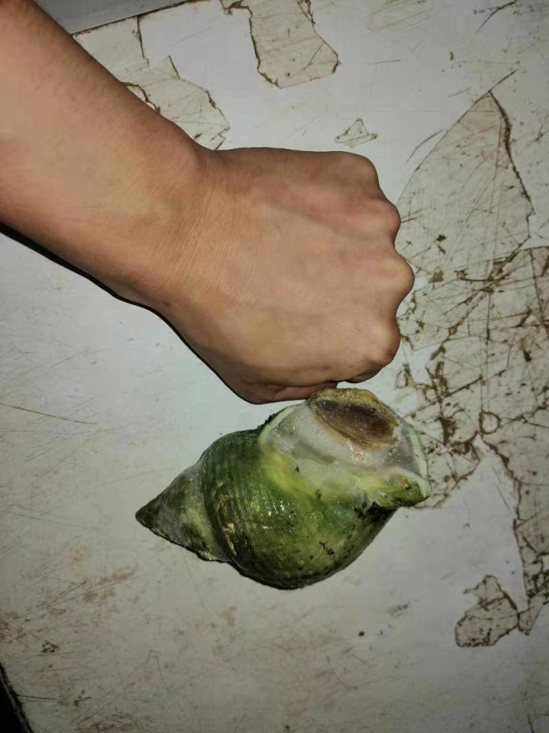 翡翠螺，绿螺，海螺，青螺