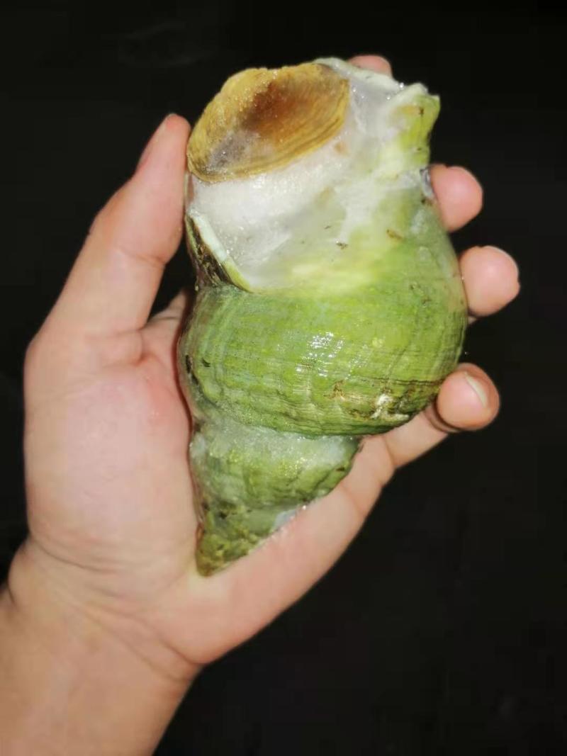 翡翠螺，绿螺，海螺，青螺