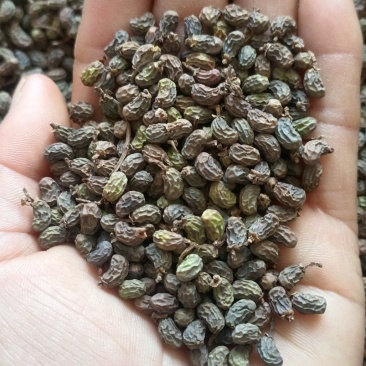 女贞子，一手货源，大货供应，全国发货，支持在线下单
