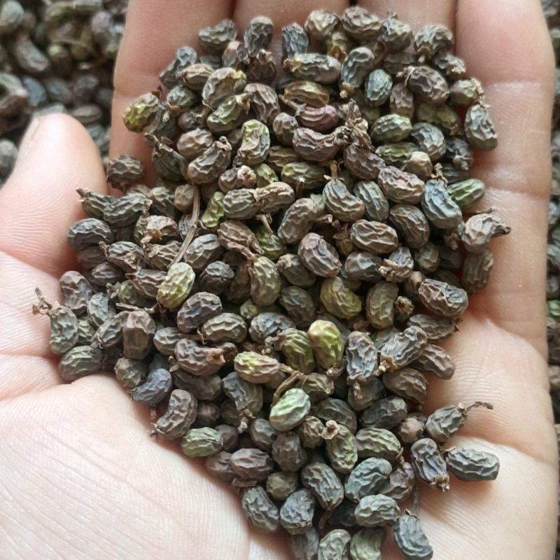 女贞子，一手货源，大货供应，全国发货，支持在线下单