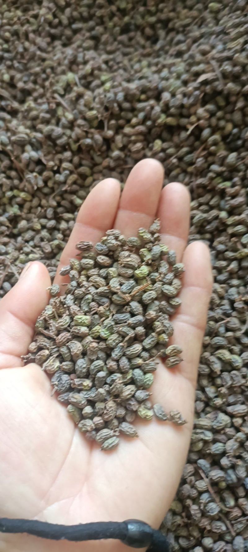 女贞子，一手货源，大货供应，全国发货，支持在线下单