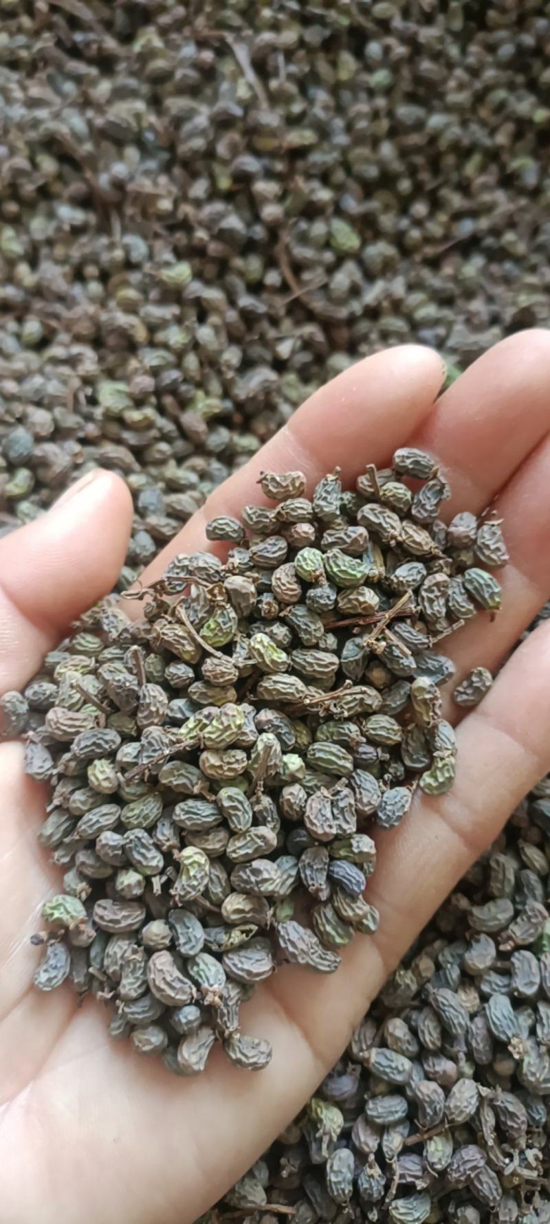 女贞子，一手货源，大货供应，全国发货，支持在线下单