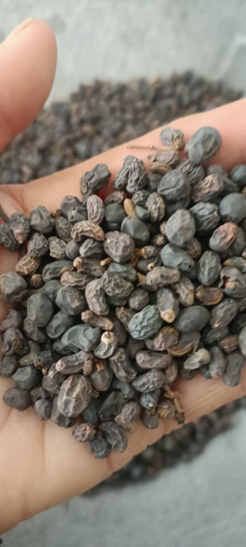 女贞子，一手货源，大货供应，全国发货，支持在线下单
