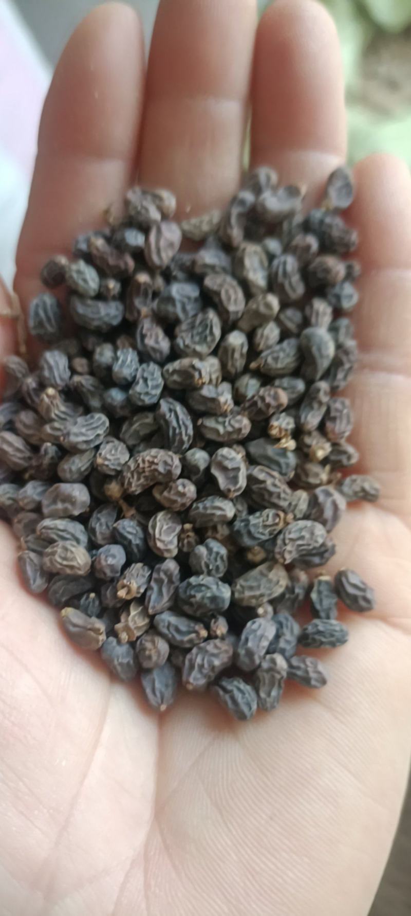 女贞子，一手货源，大货供应，全国发货，支持在线下单