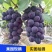 【品质保证】优质夏黑葡萄，大量供应，现摘现发物美价廉
