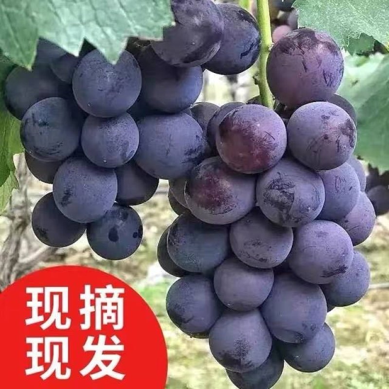 【品质保证】优质夏黑葡萄，大量供应，现摘现发物美价廉