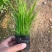 狼尾草伟荣花卉苗木基地供应各种花卉小兔子，紫穗等