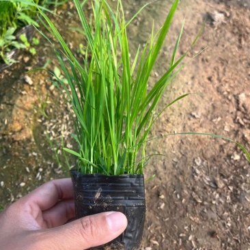 狼尾草伟荣花卉苗木基地供应各种花卉小兔子，紫穗等