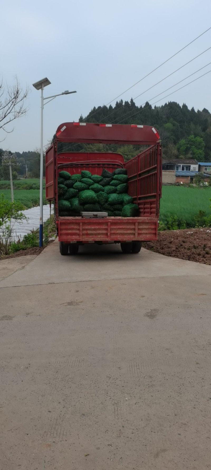 简阳蚕豆