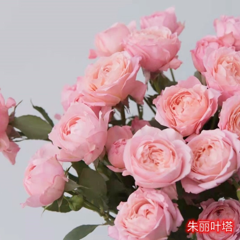 基地直供【朱丽叶塔】微型月季小苗裸根苗盆栽绿植花卉种苗