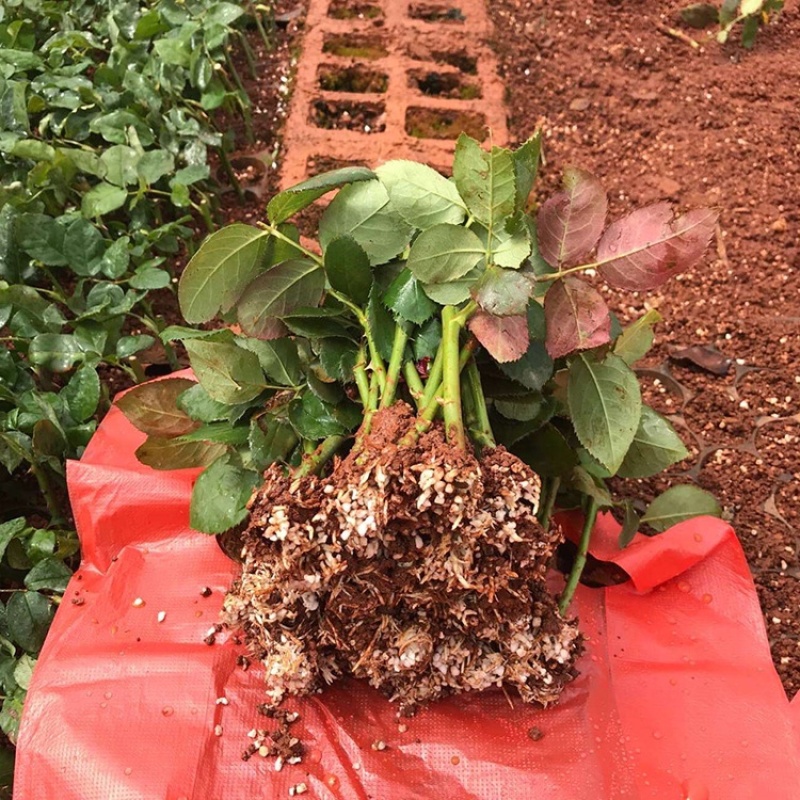 基地直供【朱丽叶塔】微型月季小苗裸根苗盆栽绿植花卉种苗