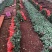 基地直供【朱丽叶塔】微型月季小苗裸根苗盆栽绿植花卉种苗