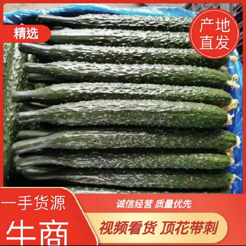黄瓜大量上市供应市场超市电商平台一手货源