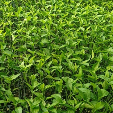 大量供应辣椒苗有小米辣，线椒，黄椒。可回收。
