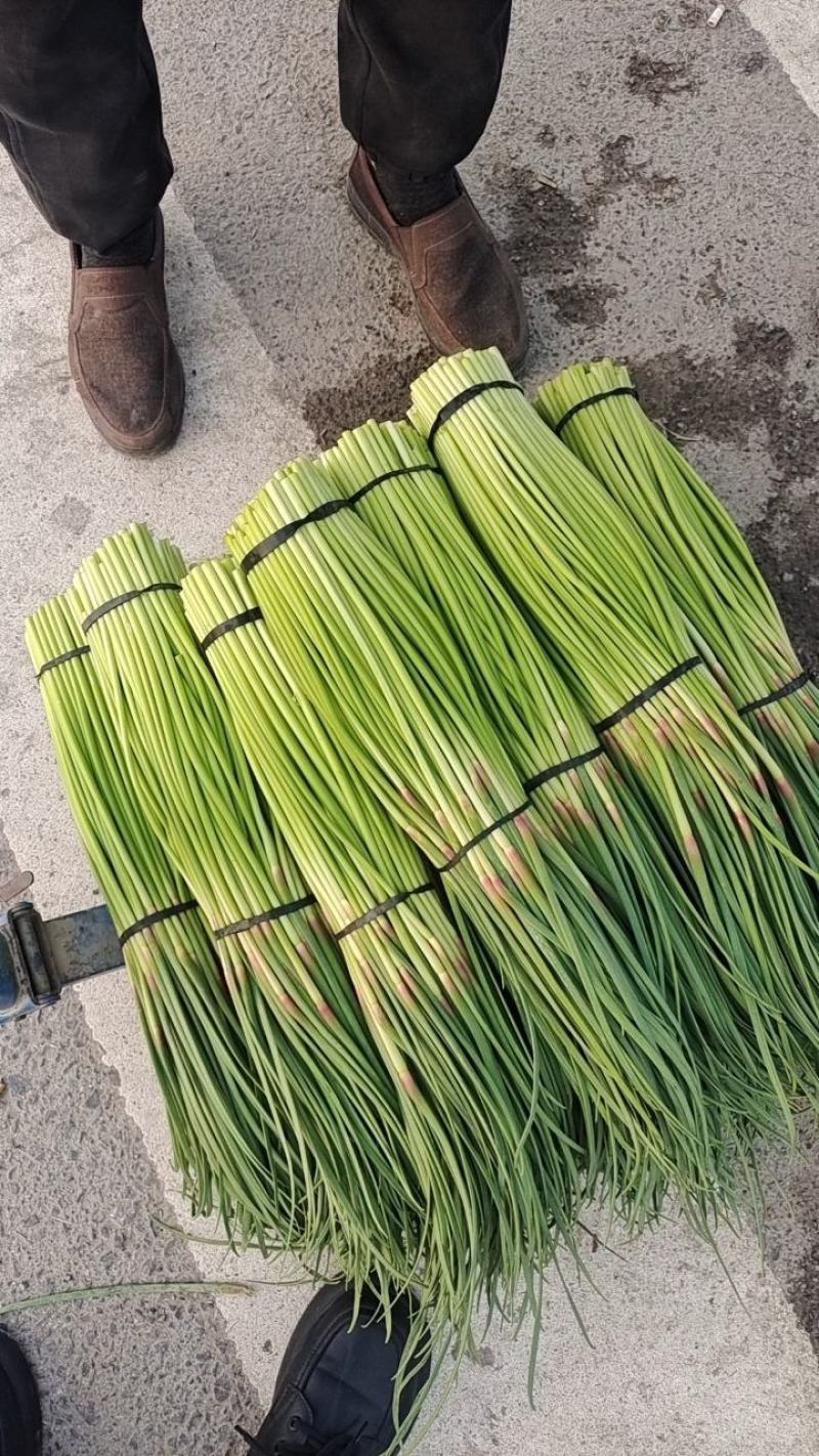 精品红帽蒜苔，蒜薹，干谭，50到60，可以精品加工小把，