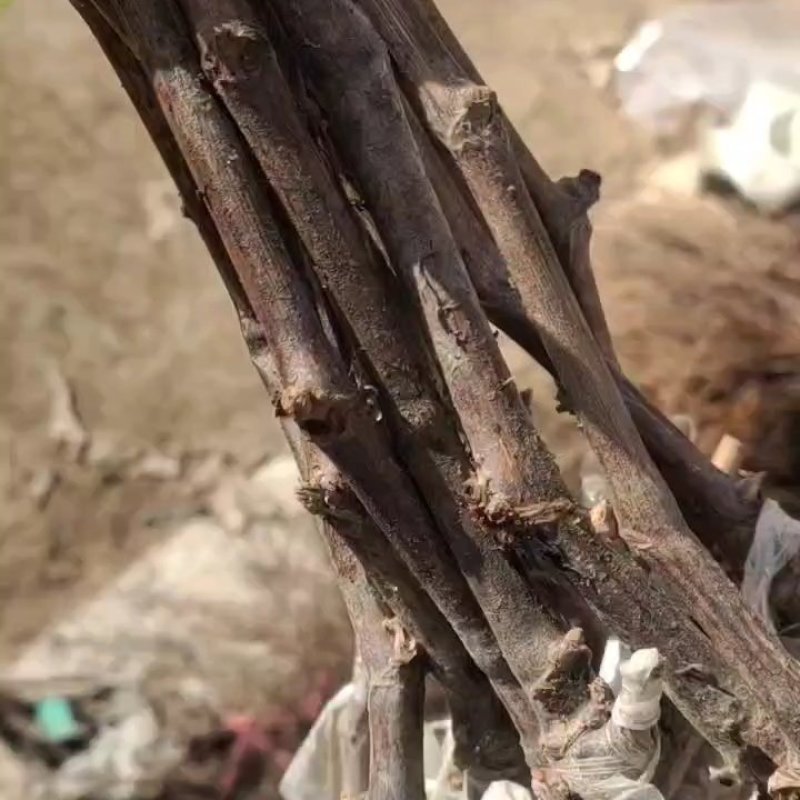 阳光十三葡萄苗基地直供质量保证欢迎来电咨询